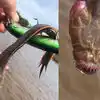 Alien Fish,జాలరికి చిక్కిన రాకాసి చేప.. వింత జీవంటూ హంగామా! - a baby ...
