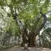 Significence Of Peepal Tree,ఈ జంట వృక్షాలను పూజిస్తే దాంపత్య దోషాలు ...