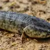 Snakehead Fish,అమెరికాను హడలెత్తిస్తున్న కొర్రమేను చేప.. కనపడగానే ...