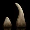 Devils Horn,వృద్ధుడి తలపై పెరుగుతున్న కొమ్ము.. కారణం ఇదే! - rare ...