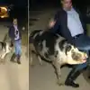 Reporter Chased By Pig,టీవీ చానెల్ లైవ్‌లో రిపోర్టర్‌ను కుమ్మేసిన పంది ...