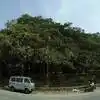 Bangalore Banyan Tree,దేశంలోనే నాల్గవ అతిపెద్ద మర్రిచెట్టు ...