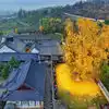 Golden Tree In China,1400 ఏళ్ల నాటి ఈ చెట్టు ‘బంగారం’లా మారిపోతుంది ...