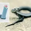 Snake In Inhaler,వామ్మో.. ఇన్హెలర్‌లోకి దూరిన పాము.. ఇదిగో ఇలా ...
