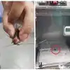 Emergency Treatment To Cockroach,గాయపడిన బొద్దింక.. ఐసీయూలో ఆక్సిజన్ ...