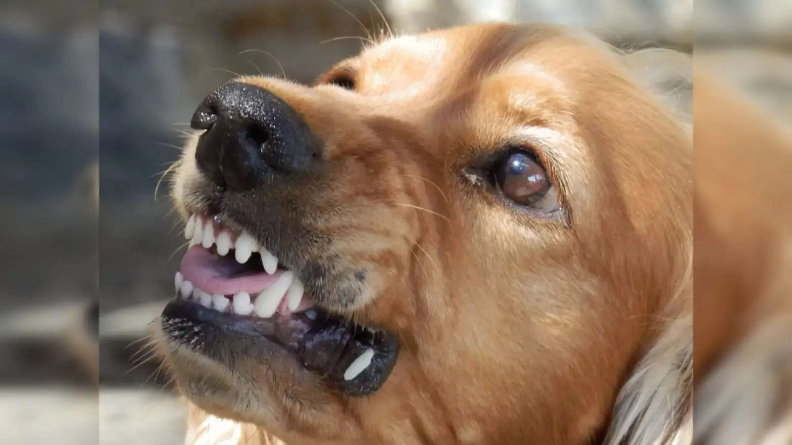 Anakapalli: Twelve-year-old boy dies of rabies