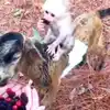 Monkey Riding A Goat Video,నెటిజన్లకు తెగ నచ్చేస్తున్న వీడియో.. 1.6 ...