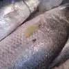 Telia Bhola Fish,Telia Bhola fish: రూ.36 లక్షలకు అమ్ముడైన 75 కేజీల చేప ...