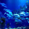 6 Crore Fish Breeding Colony In Antarctica,ఆశ్చర్యం.. అంటార్కిటికాలో ...