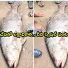 Kakinada Fish,ఈ ఒక్క చేపకు కళ్లు చెదిరే ధర: దెబ్బకు రూ. లక్షాధికారి ...