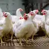 Chicken Rates,ఆంధ్రాలో చికెన్ ప్రియులకు బ్యాడ్‌న్యూస్.. రికార్డు ...
