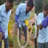 Python,తిరుమలలో భారీ కొండచిలువ.. ఉద్యోగుల ఉరుకులు పరుగులు..! - huge ...