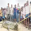 Sarpanch Srinivas Reddy,Wanaparthy District: వరి పొలంలో మొసలి హల్‌చల్ ...