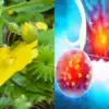Thuthi Leaf Benefits : மோசமான ரத்த மூலத்தையும் ஒரே வாரத்துல சரிசெய்யும் ...