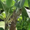 Banana tree worship on thursday : வியாழக்கிழமையில் வாழைமரத்தை ...