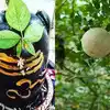 trees to worship hinduism : ஆலமரத்தை கும்பிட்டால் அதிர்ஷ்டம் வருமாம் ...