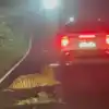 Tiger Hit By Car,புலி மீது காரை ஏற்றி கொன்ற ஓட்டுநர்! பதைபதைக்க ...