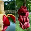 Red Banana Eating Health Benefits : தொடர்ந்து 21 நாள் செவ்வாழை பழம் ...