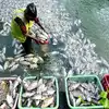 Fish Production,இந்தியாவில் அதிகரிக்கும் மீன் உற்பத்தி.. மத்திய அரசு ...
