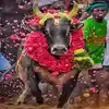 mattu pongal celebration method : வீட்டில் மாடு இல்லாதவர்கள் எவ்வாறு ...