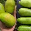 Assam Lemon Kaji Nemu Benefits : இந்த அசாம் எலுமிச்சையை எங்க ...