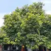 Ekambaranatha Temple Mango Tree,காஞ்சி ஏகாம்பரநாதர் கோவில்: 3,500 ...