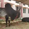 Bull Price: பல லட்சத்திற்கு விற்பனையான காளை மாடு.. என்ன ஸ்பெஷல் ...
