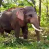 ஒற்றை காட்டு யானை தாக்கி ஒருவர் பலி....கோவை விராலியூர் மக்கள் பீதி! - one killed in coimbatore's viraliyur after being attacked by a single wild elephant - Samayam Tamil