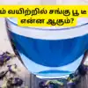 Sangu Poo Tea Health Benefits : காலை வெறும் வயிற்றில் சங்கு பூ டீ ...