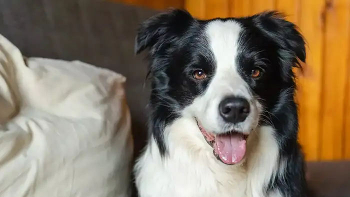 <strong>வீட்டு நாய் கடித்தாலும் சிகிச்சை வேண்டுமா?</strong>