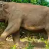 நீலகிரியில் புல்லட் ராஜா காட்டு யானை பிடிபட்டது; பொதுமக்கள் நிம்மதி ...