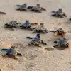 Tamil Nadu sea turtle conservation கடல் ஆமைகள் பாதுகாப்பு: தமிழ்நாடு ...