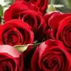 lucky rose color for your zodiac sign : ரோஸ் டே 2025 : உங்க ராசிப்படி ...