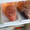 Fish Storage Tips: ஃப்ரிட்ஜுக்குள் சமைத்த மீன், சமைக்காத மீன் எப்படி ...