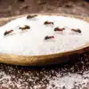 How To Get Rid Of Ants Using Vinegar And Sugar,இந்த கிட்சன் பொருளை ...