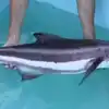 What Are The Health Benefits Of Eating Viral Cobia Fish : CWC ல சுந்தரி ...