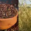 Mugavai Kuliyadichan Red Rice,சர்க்கரை நோயாளிகளுக்கு ஏற்ற முகவை ...