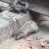 Chennai Rodent Control Unit,சென்னையில் எலிகளின் தொல்லை அதிகரிப்பு ...