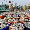 மீன்பிடிப்பு உற்பத்தியில் தேசிய அளவில் முதலிடம்: 2026-ல் தமிழகம் படைத்த இமாலய சாதனை! 