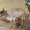 மாடு, குதிரை, கழுதையுடன் பாமக முன்னாள் எம்.எல்.ஏ. அருள்.. ‘நா ரொம்ப பிசி’ என நக்கல் பதிவு! 