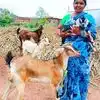 ஆடு, மாடு, பன்றி வளர்ப்புக்கு அரசே கொடுக்கும் பணம்: யாருக்கு கிடைக்கும்? எப்படி வாங்குவது? 