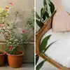 Rose Plant flowering tips :ரோஜா செடிகளில் பூக்கள் கொத்து கொத்தாக பூக்க "எப்சம் உப்பு" எப்படி பயன்படுத்தலாம்?