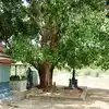 இணைந்த அரச,வேப்பமரங்கள்! தாத்பர்யம் என்ன? - Arasa Maram and Veppa Maram ...