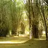 Bamboo Trees,அழிவை நோக்கி கப்பன் பூங்கா மூங்கில் மரங்கள் - cubbon park ...