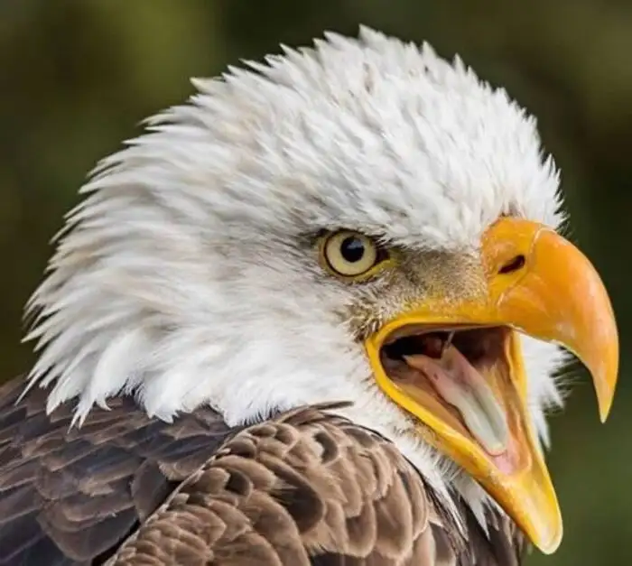 Eagle Symmetrical Photography,மிரட்டல் போஸ் கொடுத்த கழுகு; அசந்துபோன ...