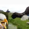 Eagle Symmetrical Photography,மிரட்டல் போஸ் கொடுத்த கழுகு; அசந்துபோன ...