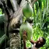 Double Coconut Tree In India,இரட்டை தேங்காய் காய்க்கும் 125 ஆண்டு ...