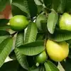 Koyya Ilayin Arokiya Nanmaikal,விந்தணு குறைபாடு முதல் டெங்கு வரை எல்லா ...
