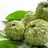 Seethaphalam Nanmaigal,சீத்தாப்பழ சீஸன் வந்தாச்சு, இதோட நன்மைகள் ...