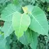 Somavara Amavasya Viratham,சோமாவார அமாவாசை சிறப்புகள்: பாவங்களை நீக்க ...